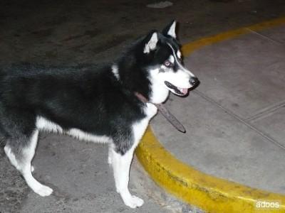 https://images.dog.ceo/breeds/husky/n02110185_15019.jpg