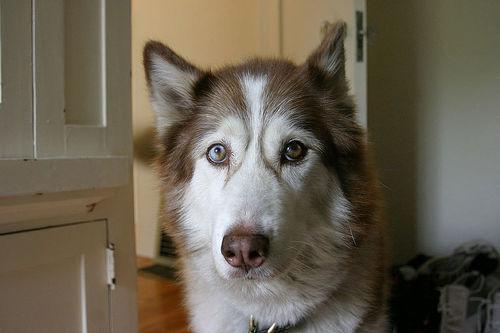 https://images.dog.ceo/breeds/husky/n02110185_1614.jpg