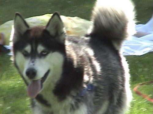 https://images.dog.ceo/breeds/husky/n02110185_2368.jpg