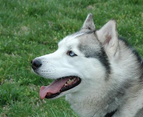 https://images.dog.ceo/breeds/husky/n02110185_2672.jpg