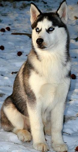 https://images.dog.ceo/breeds/husky/n02110185_2736.jpg