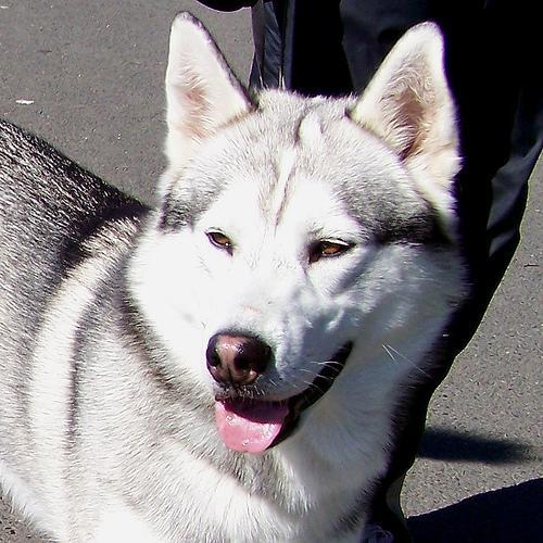 https://images.dog.ceo/breeds/husky/n02110185_3328.jpg