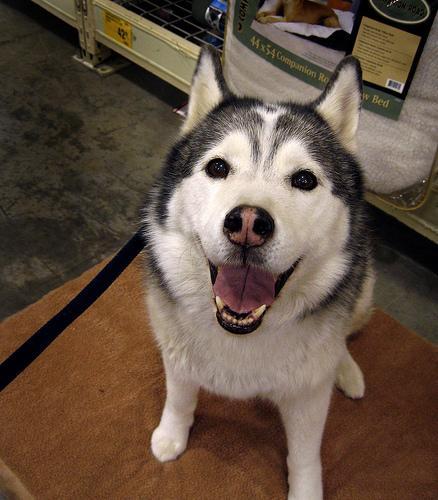 https://images.dog.ceo/breeds/husky/n02110185_3406.jpg