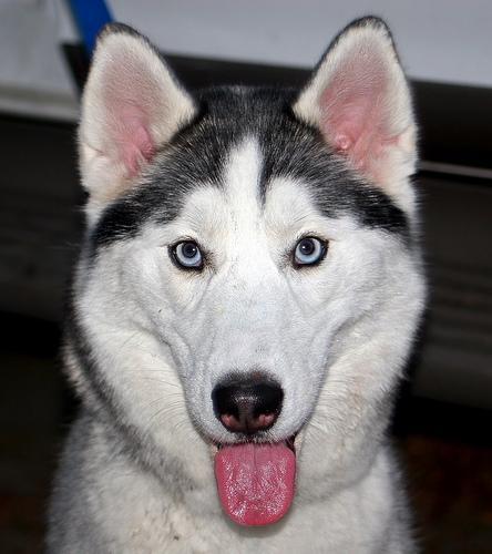 https://images.dog.ceo/breeds/husky/n02110185_4030.jpg