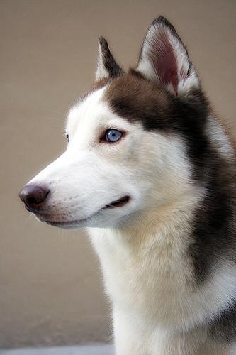 https://images.dog.ceo/breeds/husky/n02110185_4186.jpg