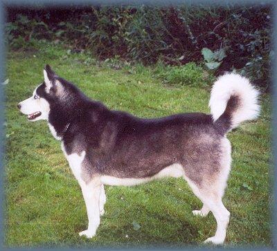 https://images.dog.ceo/breeds/husky/n02110185_4294.jpg