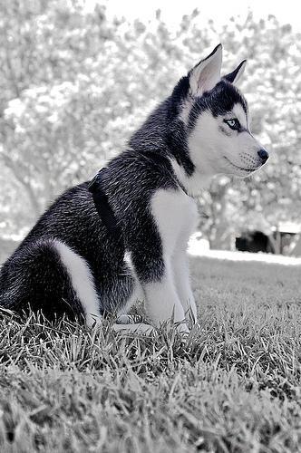 https://images.dog.ceo/breeds/husky/n02110185_4522.jpg