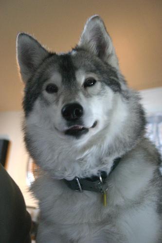 https://images.dog.ceo/breeds/husky/n02110185_4677.jpg