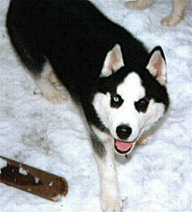 https://images.dog.ceo/breeds/husky/n02110185_5392.jpg