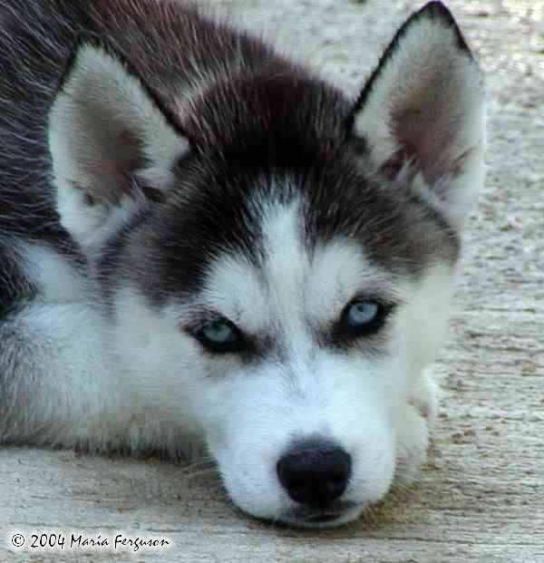 https://images.dog.ceo/breeds/husky/n02110185_5622.jpg