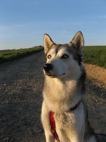 https://images.dog.ceo/breeds/husky/n02110185_6780.jpg