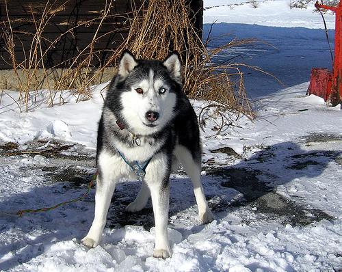 https://images.dog.ceo/breeds/husky/n02110185_7044.jpg