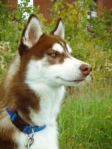 https://images.dog.ceo/breeds/husky/n02110185_7246.jpg