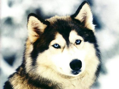 https://images.dog.ceo/breeds/husky/n02110185_7888.jpg