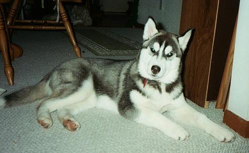 https://images.dog.ceo/breeds/husky/n02110185_8154.jpg