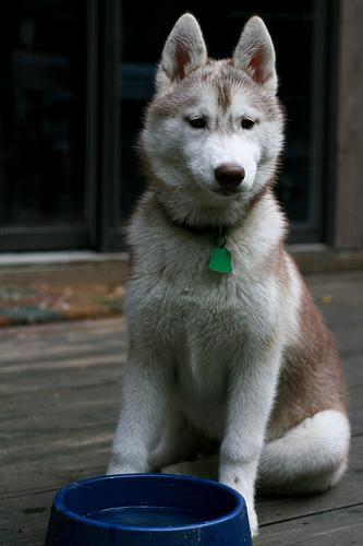 https://images.dog.ceo/breeds/husky/n02110185_8397.jpg