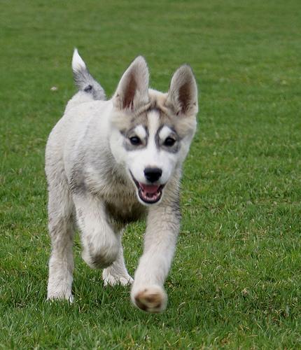 https://images.dog.ceo/breeds/husky/n02110185_8564.jpg