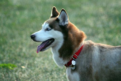 https://images.dog.ceo/breeds/husky/n02110185_8600.jpg