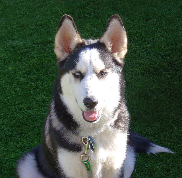 https://images.dog.ceo/breeds/husky/n02110185_8860.jpg