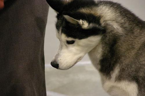 https://images.dog.ceo/breeds/husky/n02110185_9086.jpg