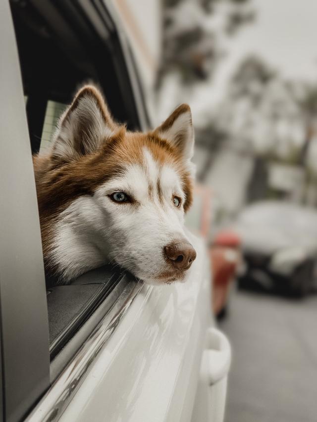 https://images.dog.ceo/breeds/husky/unibooboo2.jpg