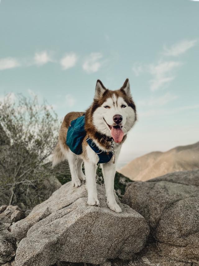 https://images.dog.ceo/breeds/husky/unibooboo3.jpg