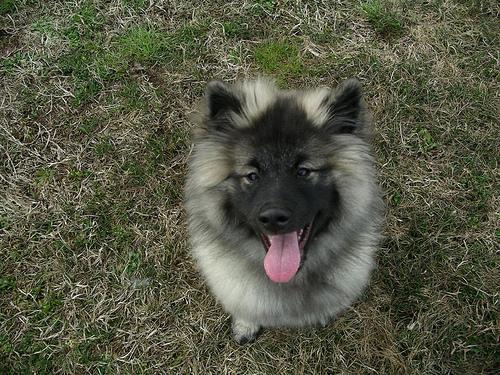 https://images.dog.ceo/breeds/keeshond/n02112350_10023.jpg