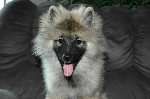 https://images.dog.ceo/breeds/keeshond/n02112350_10079.jpg