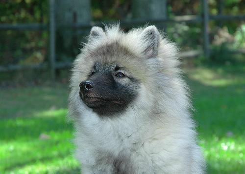 https://images.dog.ceo/breeds/keeshond/n02112350_10085.jpg