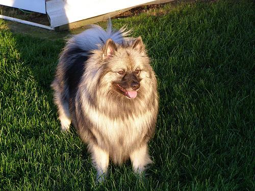 https://images.dog.ceo/breeds/keeshond/n02112350_10100.jpg