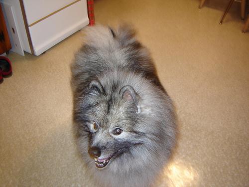 https://images.dog.ceo/breeds/keeshond/n02112350_10128.jpg