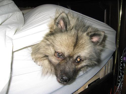 https://images.dog.ceo/breeds/keeshond/n02112350_10177.jpg