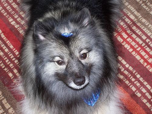 https://images.dog.ceo/breeds/keeshond/n02112350_10239.jpg