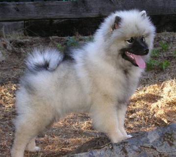 https://images.dog.ceo/breeds/keeshond/n02112350_10254.jpg