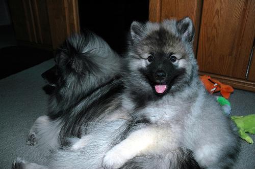 https://images.dog.ceo/breeds/keeshond/n02112350_10283.jpg