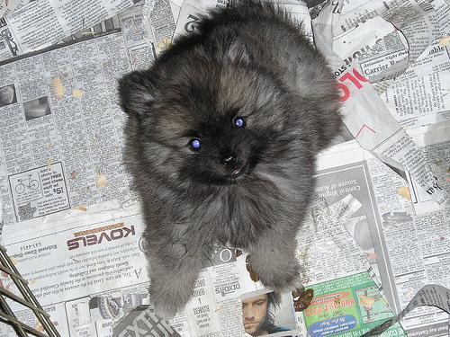 https://images.dog.ceo/breeds/keeshond/n02112350_10322.jpg