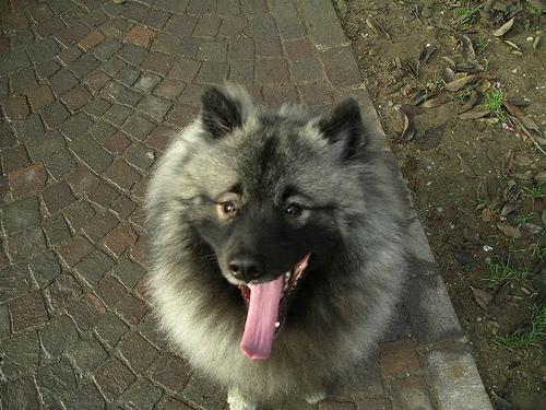 https://images.dog.ceo/breeds/keeshond/n02112350_10338.jpg