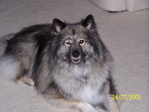 https://images.dog.ceo/breeds/keeshond/n02112350_1050.jpg