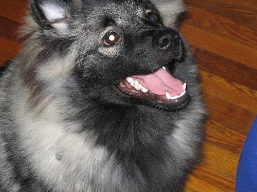 https://images.dog.ceo/breeds/keeshond/n02112350_1199.jpg