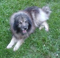 https://images.dog.ceo/breeds/keeshond/n02112350_1312.jpg