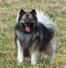 https://images.dog.ceo/breeds/keeshond/n02112350_1456.jpg