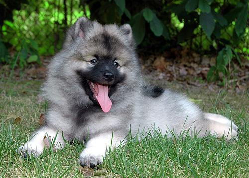 https://images.dog.ceo/breeds/keeshond/n02112350_1572.jpg