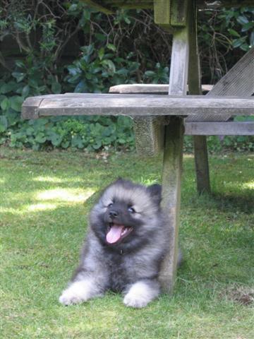 https://images.dog.ceo/breeds/keeshond/n02112350_177.jpg