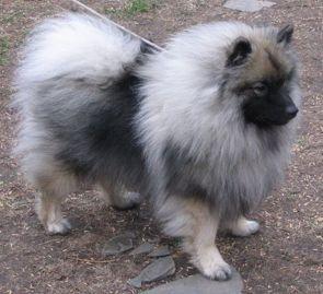 https://images.dog.ceo/breeds/keeshond/n02112350_1861.jpg