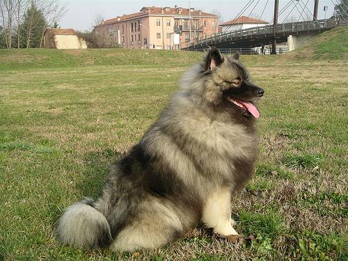 https://images.dog.ceo/breeds/keeshond/n02112350_1982.jpg