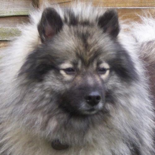 https://images.dog.ceo/breeds/keeshond/n02112350_223.jpg