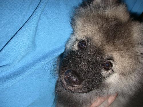 https://images.dog.ceo/breeds/keeshond/n02112350_225.jpg