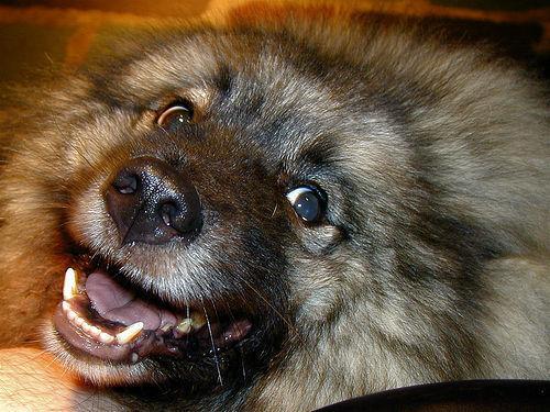 https://images.dog.ceo/breeds/keeshond/n02112350_2279.jpg