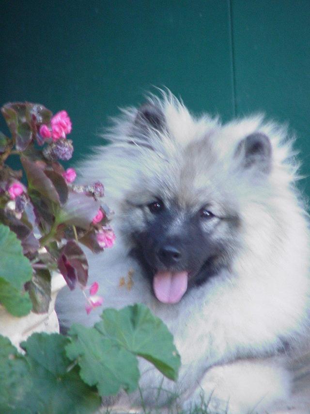 https://images.dog.ceo/breeds/keeshond/n02112350_251.jpg