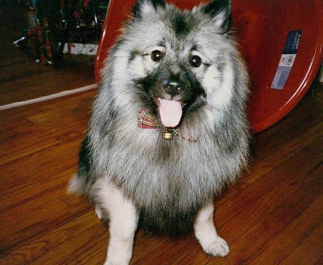 https://images.dog.ceo/breeds/keeshond/n02112350_2640.jpg